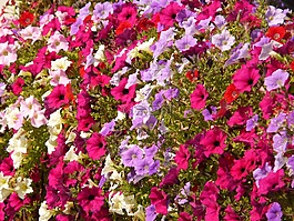 花,性質(zhì),廠