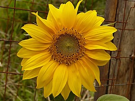 花,性質(zhì),廠