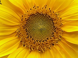 花,性質(zhì),廠