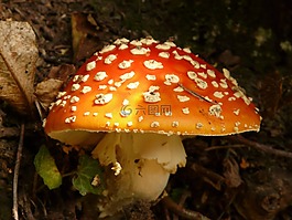 蘑菇,飛木耳,紅色