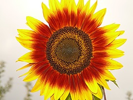 花,性質(zhì),廠