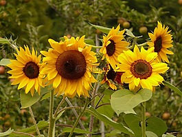 花,性質(zhì),廠