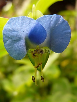 花,性質(zhì),廠