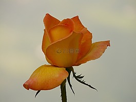 花,性質(zhì),廠