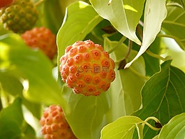 亞洲山茱萸花,山茱萸開花,萸