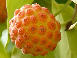 亞洲山茱萸花,山茱萸開花,萸