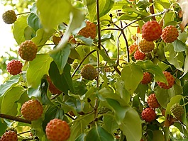 亞洲山茱萸花,山茱萸開花,萸