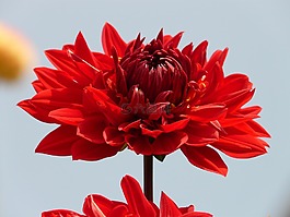 花,性質(zhì),廠