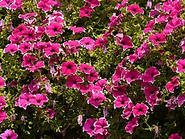 花,性質(zhì),廠