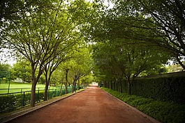 綠色,公園,生活
