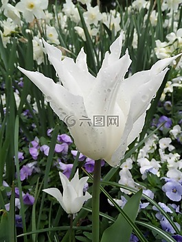 郁金香,白,草地