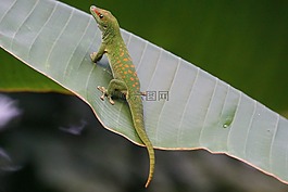 蜥蜴,規(guī)模,馬達加斯加天壁虎
