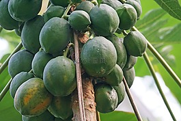 木瓜,水果,異國情調(diào)