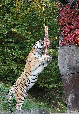 amurtiger,食品,吃