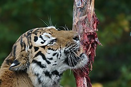 amurtiger,食品,吃
