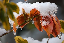 冬天,雪,葉子