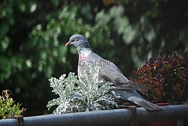 鴿子,鳥,花園