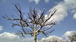 公園,春,夏天
