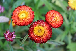 鮮花,紅色,黃色