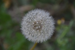 花,蒲公英,植物區(qū)系