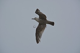 鳥,海鷗,動(dòng)物