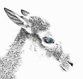 獐鹿,動物,眼