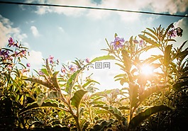 鮮花,日落,花園