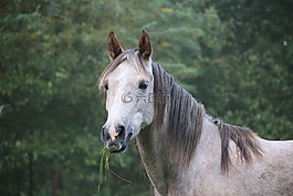 馬,模具,純種阿拉伯