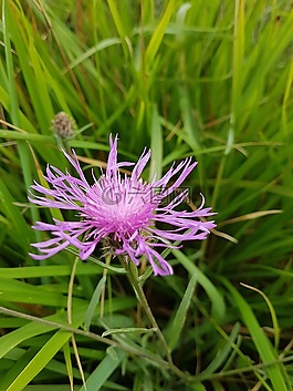 藍(lán)莓,花,性質(zhì)