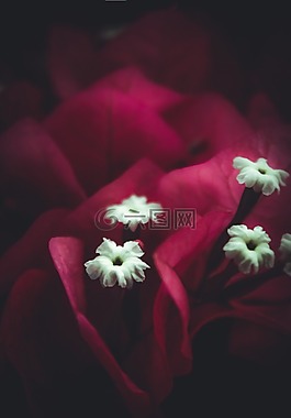 花,白,粉紅色