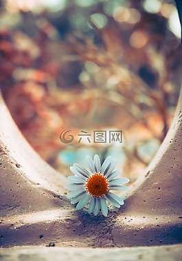 花,潔白的花朵,黃色