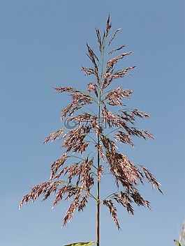 草,蘆葦,廠