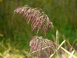 草,芦苇,厂