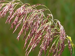 草,蘆葦,廠