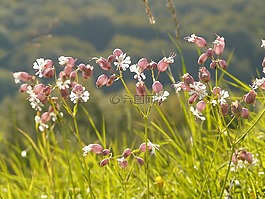 花,廠,開花