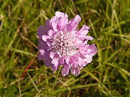 花,厂,开花