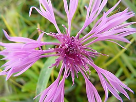 花,廠,開花