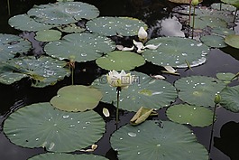 色相,越南,給植物澆水