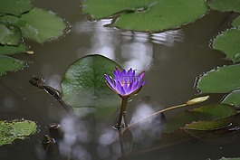 越南,給植物澆水,花