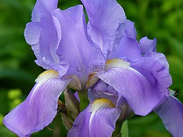 百合,鳶尾花,花