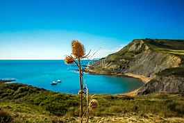 水飛薊,大自然,海洋