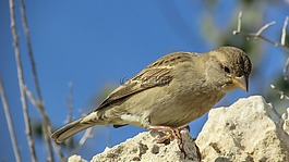 麻雀,鳥(niǎo),野生動(dòng)物