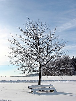 樹(shù),雪,冬天