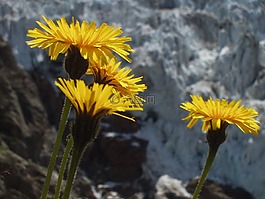 花,高山,黃色