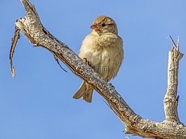 麻雀,鳥,野生動(dòng)物