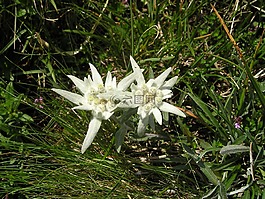 雪絨花,花,山