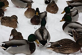 鴨,動物,鳥