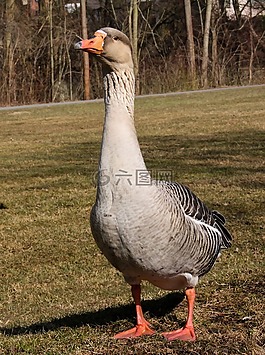 灰鵝,動物,鵝