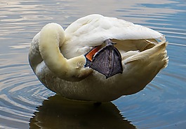 天鵝,動物,水禽
