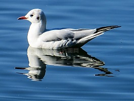 海鷗,鳥,動物